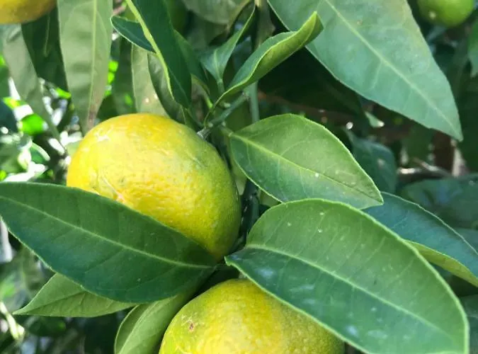 Апартаменты Gaja