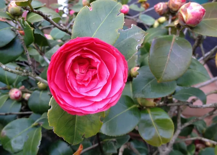 Апартаменты Gaja *